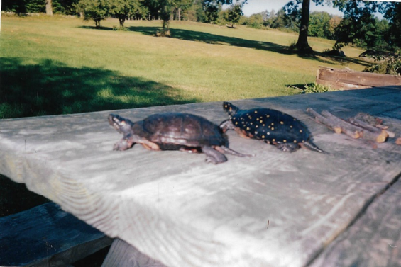 Upright Bog-Spotted-Hybrid & Spotted Turtles