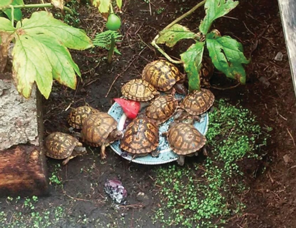 Juvenile turtles at feeding time