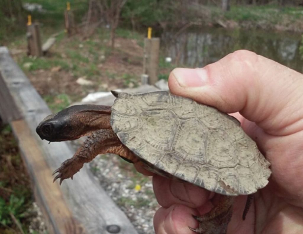 Juvenile Wood Turtle