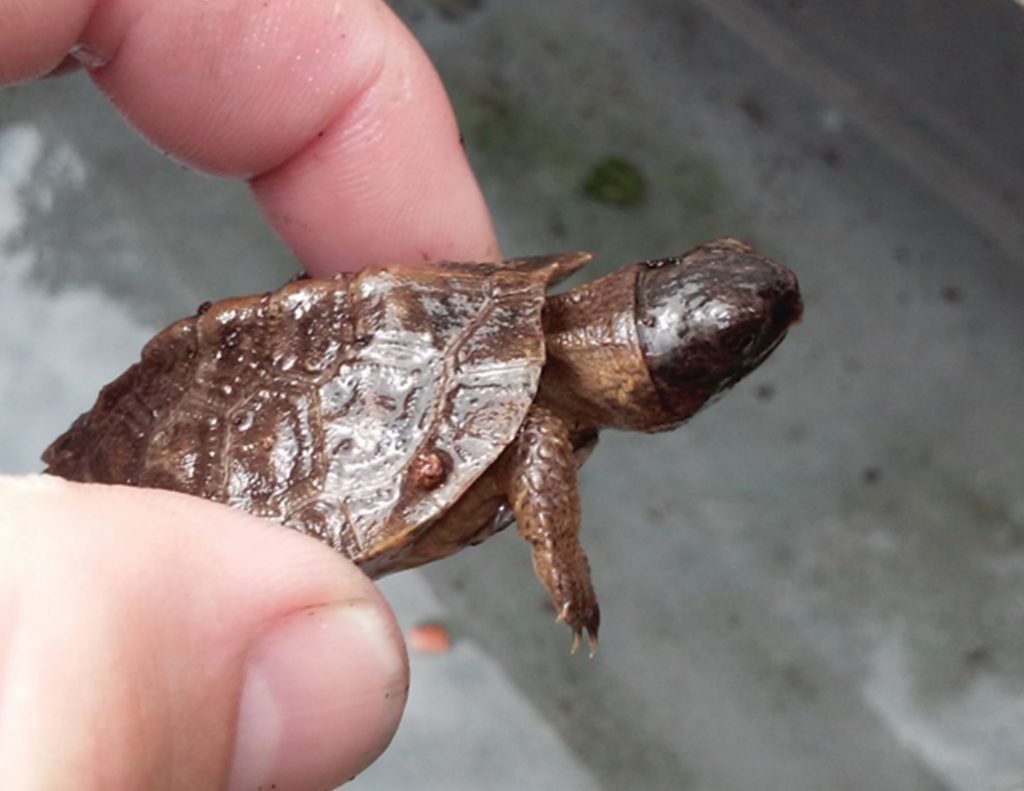 Juvenile Wood Turtle