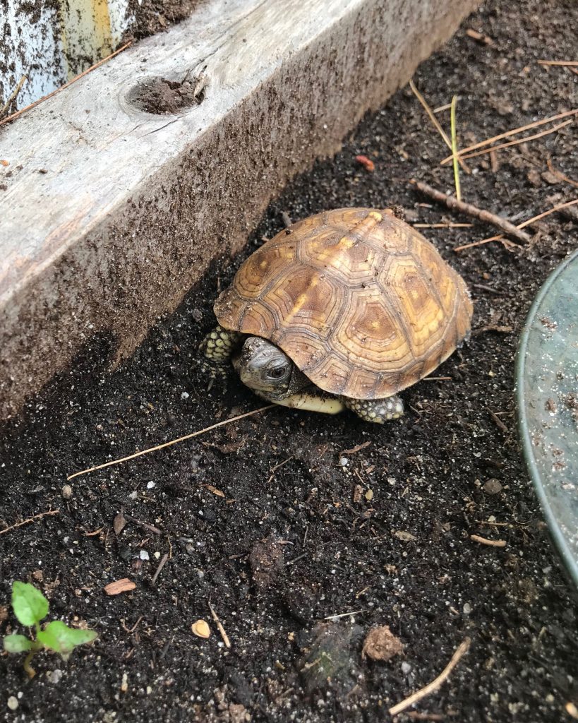 1 year old turtle