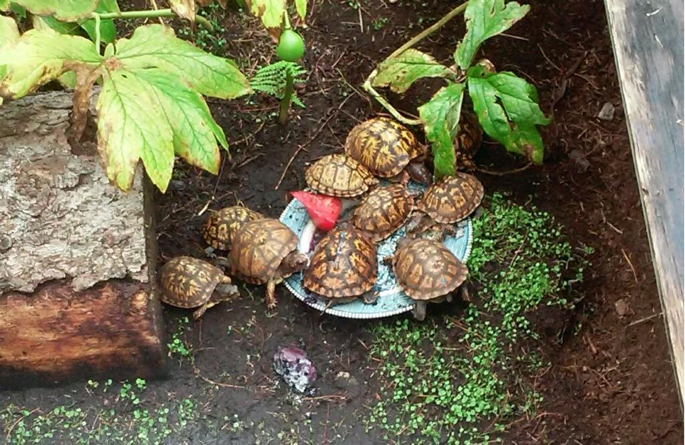 Eastern Box Turtles