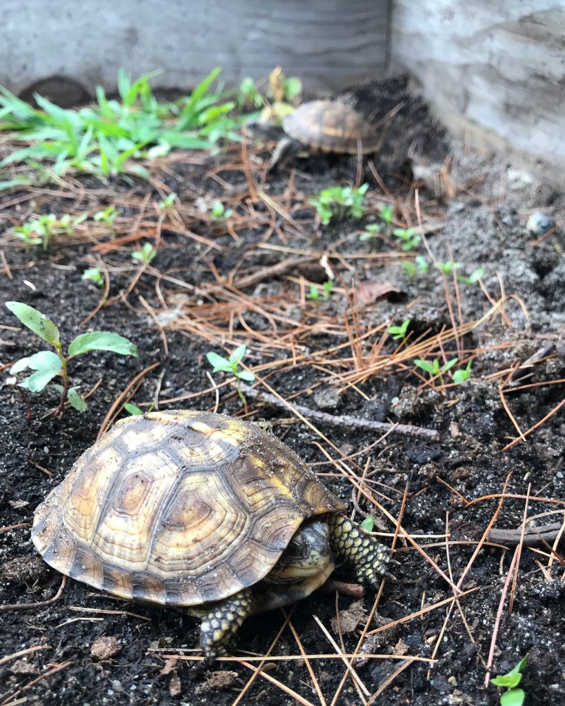 Eastern Box Turtle