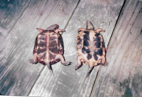 The underside of Bog-Spotted-Hybrid & Spotted Turtles