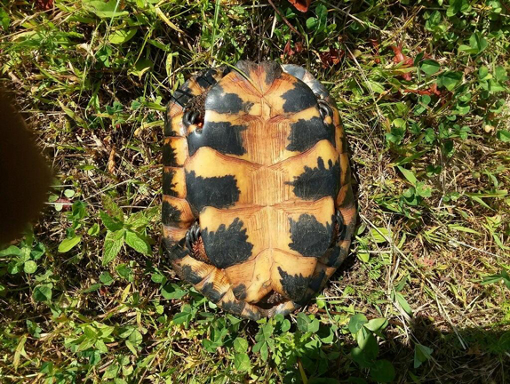 Adult Wood Turtle