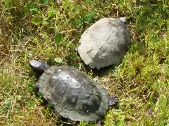 Adult Wood Turtles