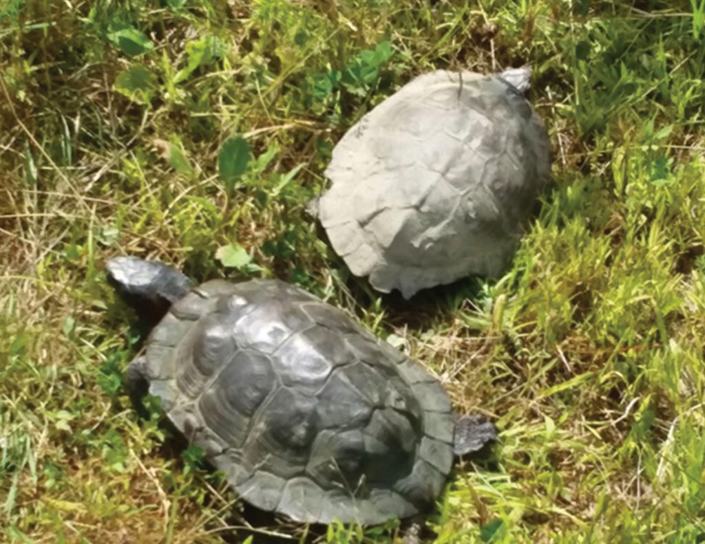 Adult Wood Turtles